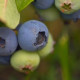 Szervezetünk rozsdásodása ellen: antioxidáns tartalmú gyümölcsök