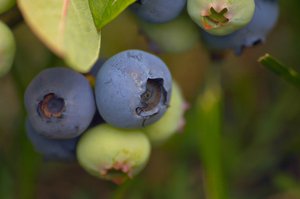 Antioxidáns tartalmú gyümölcsök